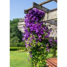 Clematis 'Jackmanii' - Hardy Late Flowering Climbing Vine 1x 9cm Pot