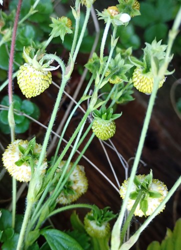 White strawberry - 5+,