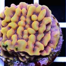 Crazy T Monti Montipora Palawanensis SPS Coral Frag Reef not LPS Hammer Torch
