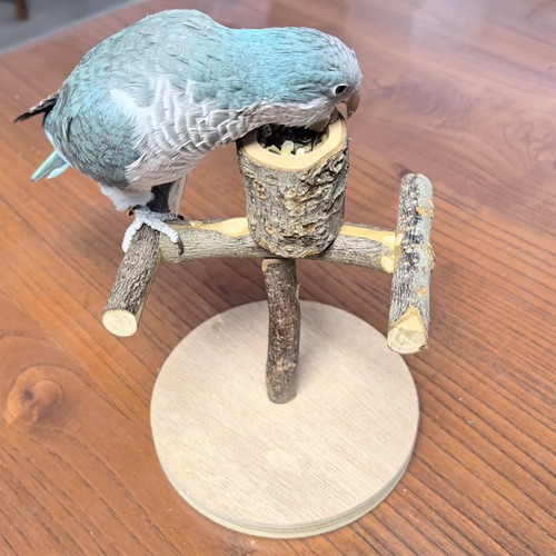 Bird training stand - bird, wooden