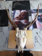 Fallow skull - fallow,