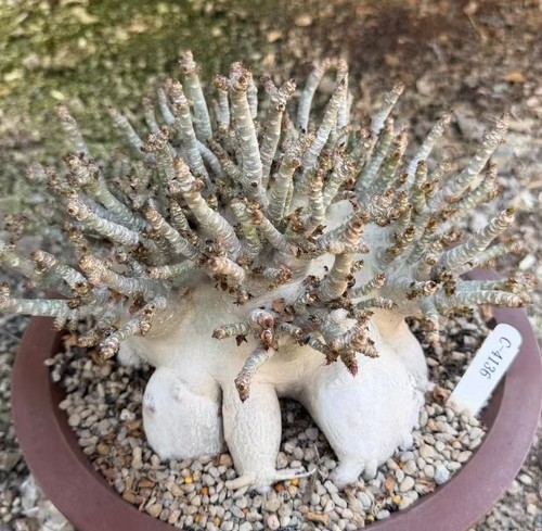 Crown spread 25cm adenium - crown,