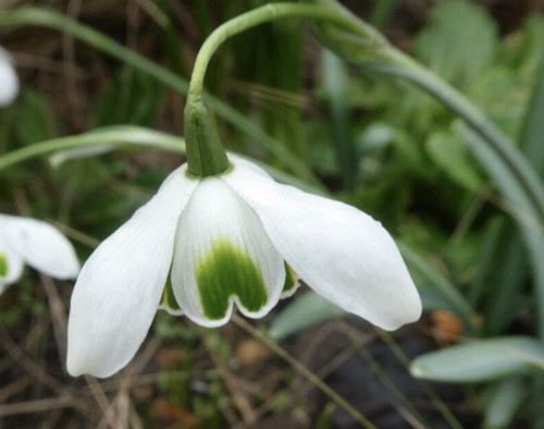 Galanthus rodmarton x1 - galanthus, ‘rodmarton’