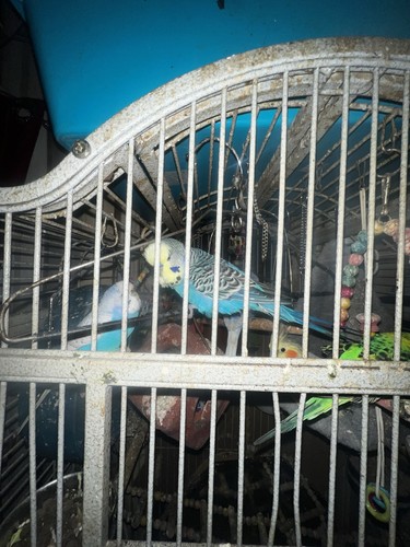 Parrot cage metal - metal, bird