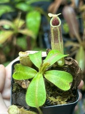 Nepenthes Veitchii SG