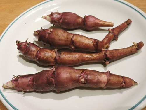 Jerusalem artichoke aurora - jerusalem,