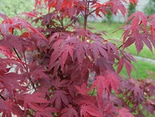 15 Seeds Red Fan Horn Acer Palmatum Atropurpureum Bonsai Ornamental Tree Garden 