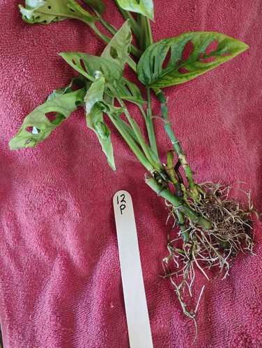 Monstera adansonii - 12,