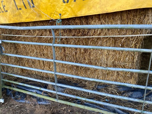 Oat straw cattle pony - cattle, horse