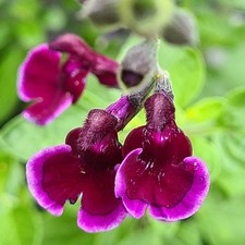 Salvia Blackberry ripple 3