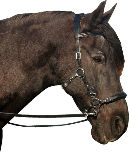 Calli love hackamore bitless - calli,