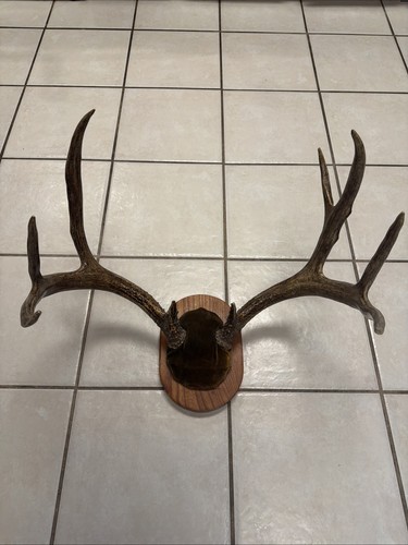 Nice point whitetail deer - nice,