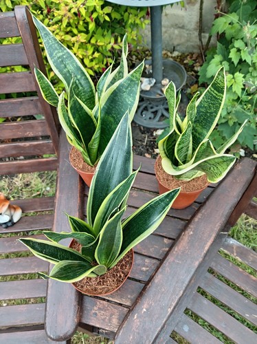 Sansevieria snake mother in - sansevieria,