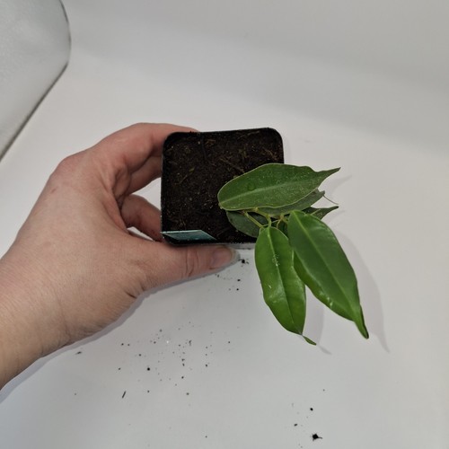 Ficus benjamina mini - tree, –