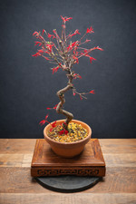 Deshojo Acer Bonsai S shape