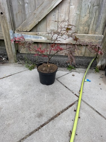 Acer palmatum uncle - palmatum, ghost