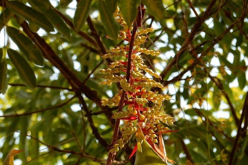 Thin leaved bromeliad from the - thin-leaved,