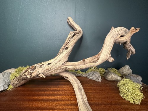 Large manzanita - large,