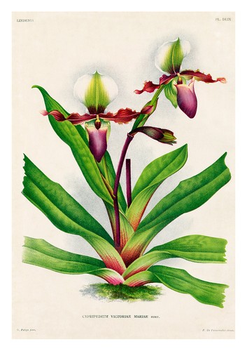 Cypripedium victoriae mariae - victoriae,