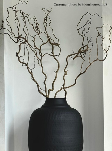 Tall contorted twisted hazel - tall,