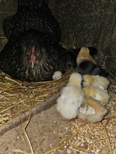 Fertile Chicken Eggs Mixed