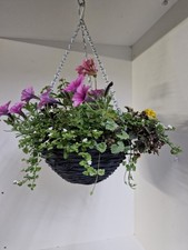 Summer Flowering Rattan Hanging Basket,  Bedding Plant, Plug Plants