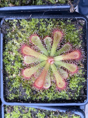 Drosera esterhuyseniae - , x
