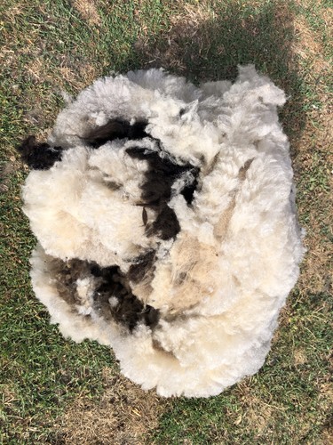 1st clip shetland ewe whole - clip,