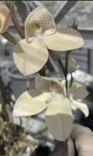 Disa orchids cultivars and - orchids,,