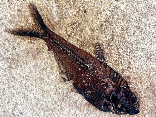 Finest quality fossil fish - finest,