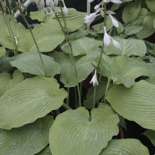 Hosta blue angel plant - 'blue,