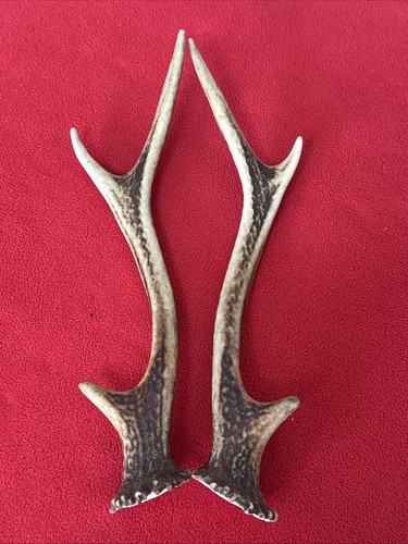 Pair sika deer antlers - sika,