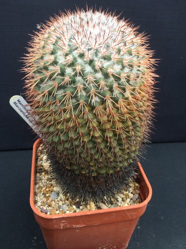 Mature mammillaria heyderi - heyderi, sp