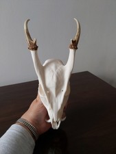 Muntjac Buck Deer Skull Taxidermy Antlers Gothic