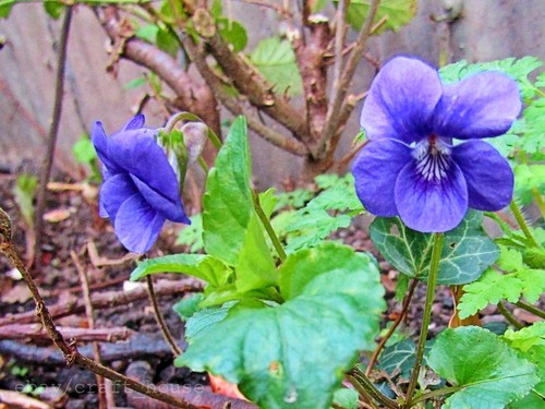 Wild violet bare root - wild,