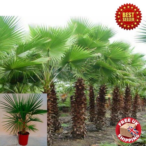 4 feet trachycarpus - -,