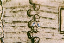 2009 P EC WDDR-090 Lincoln