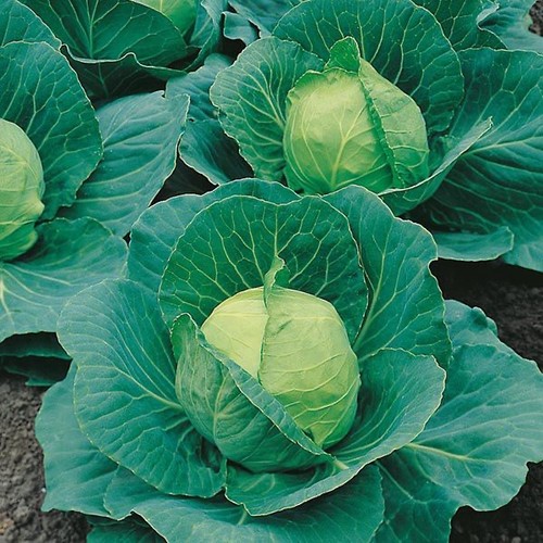 Cabbage holland late winter - ,holland,