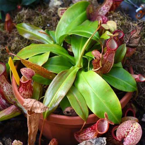 Nepenthes alata carnivorous - nepenthes,