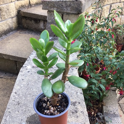 Large jade plant crassula - jade, plant.