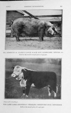 Original Old Vintage Print 1918 Eastern Duchess Gloster Sow Pig Hereford Bull