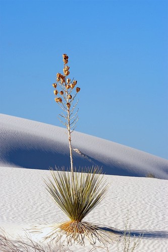 614794 yucca plant white - in,