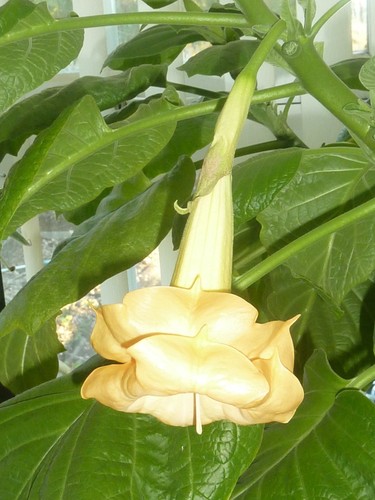 Brugmansia angels gold face - ,