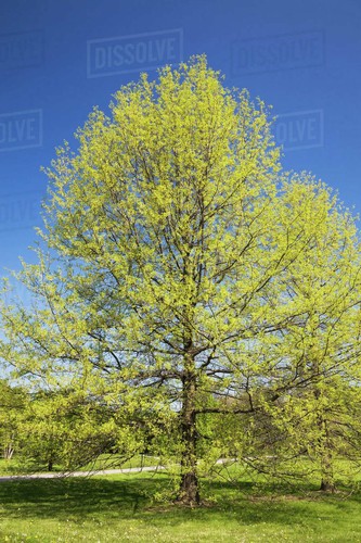 Quercus palustris pin - palustris,