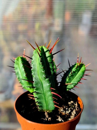 Euphorbia enopla succulent - euphorbia,