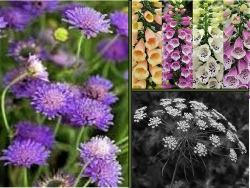 Wildflower mix seeds - mix,