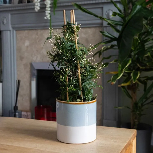 Jasmine polyanthum white - polyanthum, –