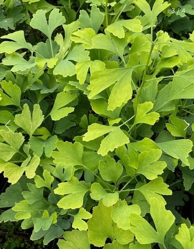 Ginkgo biloba maidenhair - 3,