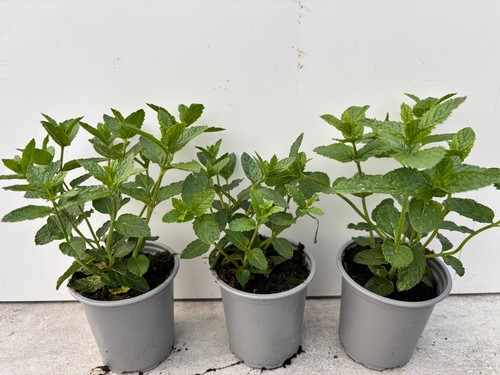Moroccan mint plants - plants, 9cm