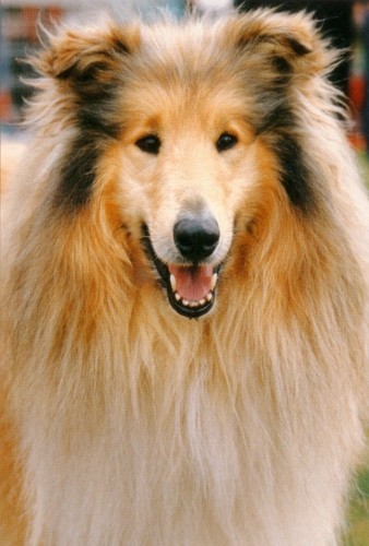 Rough collie dog - dog, fridge